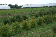 Redcurrant-farming