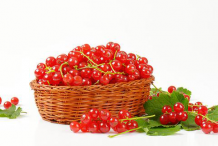 Redcurrants-collected-in-Bucket