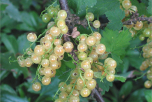 Unripe-Redcurrant