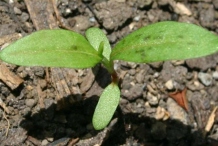 Seedling-of-Redshank