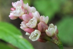 Closer-view-of-flower-of-Redshank