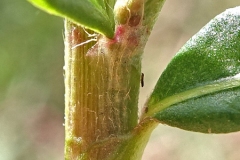 Closer-view-of-stem-of-Redshank