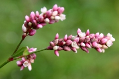 Flowers-of-Redshank