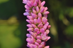 Inflorescence-of-Redshank