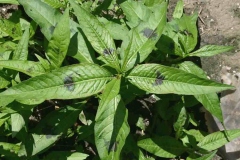 Leaves-of-Redshank-with-darker-spots