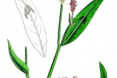 Plant-Illustration-of-Redshank