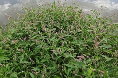 Redshank-Plant
