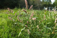 Redshank-plant-growing-wild