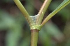 Redshank-stipules-fused-around-the-stem
