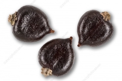 Redshank seeds