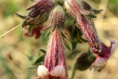 Flowers-of-Rehmannia