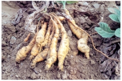 Fresh-roots-of-Rehmannia