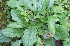 Leaves-of-Rehmannia