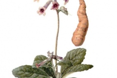 Plant-Illustration-of-Rehmannia