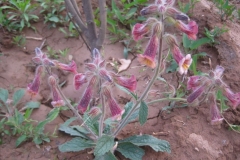 Rehmannia-plant