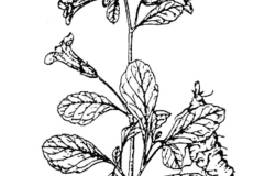 Sketch-of-Rehmannia