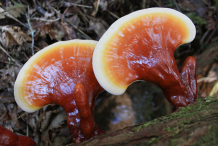 Reishi-Mushroom