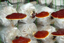 Reishi-grown-on-wood-chips
