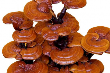 Reishi-mushroom-collection