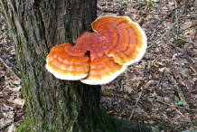 Reishi-mushroom-on-the-tree