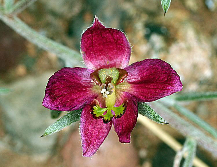Closer-view-of-flower-of-Rhatany