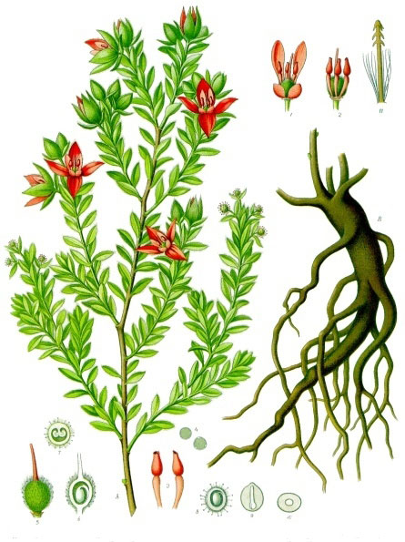 Plant-Illustration-of-Rhatany