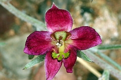Closer-view-of-flower-of-Rhatany