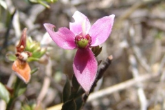 Flower-of-Rhatany