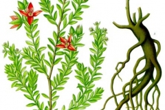 Plant-Illustration-of-Rhatany