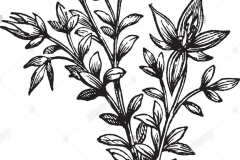 Sketch-of-Rhatany