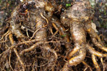 Fresh-Rhodiola-roots