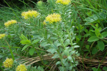 Rhodiola-Bushes