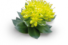 Rhodiola-FLower