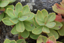 Rhodiola-leaves