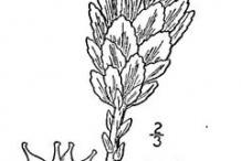 Rhodiola-plant-Sketch