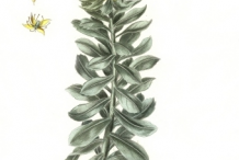 Rhodiola-plant-illusration