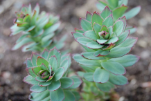 Rhodiola-plant