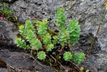 Small-Rhodiola--plant