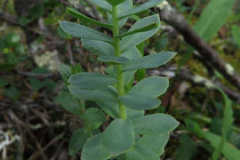 Rhodiola-flower-on-the-plant