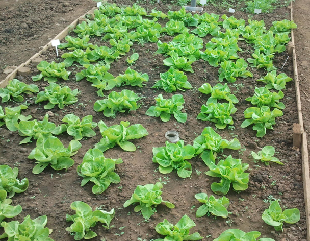 Rhubarb-farm