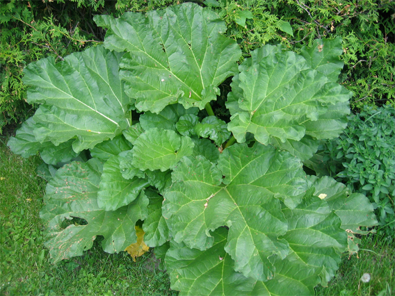 Rhubarb-leaves