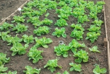 Rhubarb-farm
