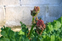 Rhubarb-flowers