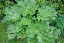 Rhubarb-leaves
