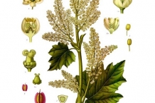Rhubarb-plant-illustration