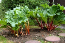 Rhubarb-plant