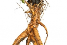 Rhubarb-root