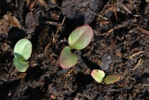 Rhubarb-seedlings