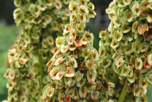Rhubarb-seeds
