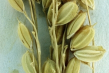 Rice-bran-1